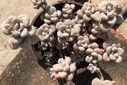先泼一盆清醒水