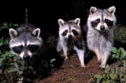三有动物不是随便养养就行？抓只麻雀、捡只刺猬，真不犯法？