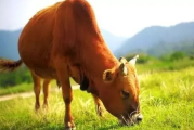 黄牛为啥叫黄牛？不是卖牛肉的，是钻空子的活体插队机！