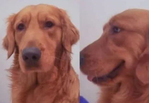 爱犬走失急哭主人？律师教你5招合法寻宠+避坑指南！