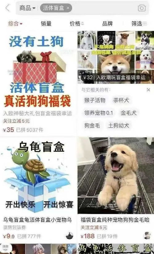 活体宠物能快递吗？小心踩中法律雷区！