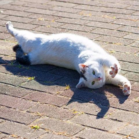 猫咪骨折了，算不算轻伤？该怎么认定？