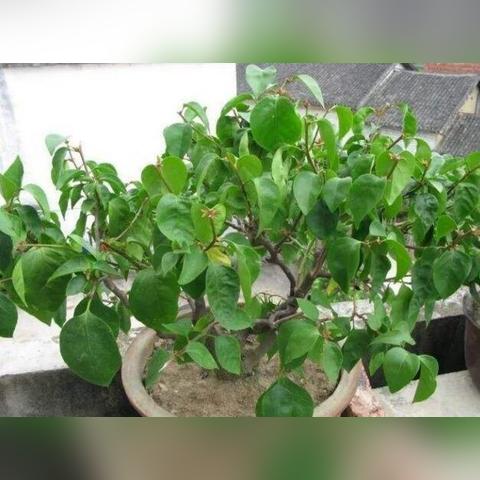 干了一半，不想干了，但还是把人弄伤了（轻伤）这罪怎么算？