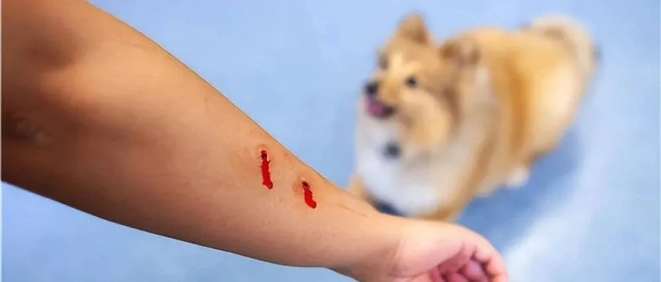 狗狗被人打致轻伤？别慌！教你一步步正确处理！