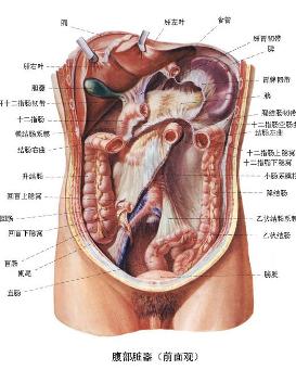 腹部骨折了？咋判断是不是轻伤呢？