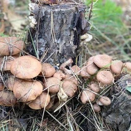 离婚后多久联系复婚好？突然想复婚怎么办？