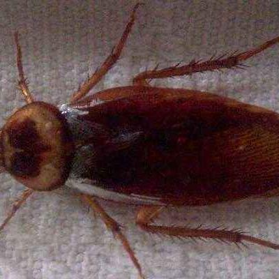 吃出蟑螂怎么赔偿?餐厅小虫子背后藏着大问题! 吃出蟑螂怎么赔偿?餐厅小虫子背后藏着大问题!