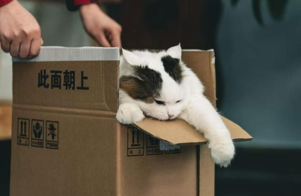 活体宠物能快递吗？寄丢了算谁的？出了事怎么赔？