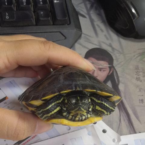 欠钱不还怎么办?人在外地回不去,请律师能解决吗? 欠钱不还怎么办?人在外地回不去,请律师能解决吗?