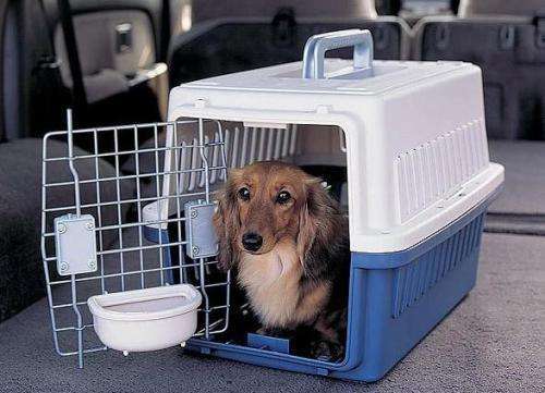 宠物能当快递寄吗？一不留神可能寄出法律责任！