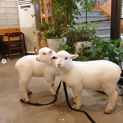 羊小咩逾期了，催收会上门吗？我该怎么办？