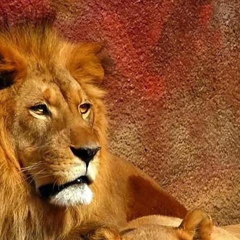 动物怎么寄快递？寄错了谁担责？突发状况怎么办？