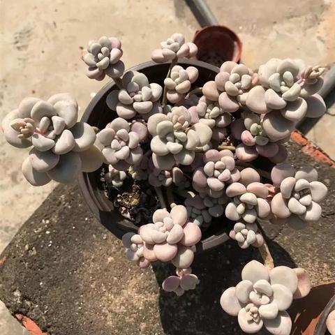 先泼一盆清醒水