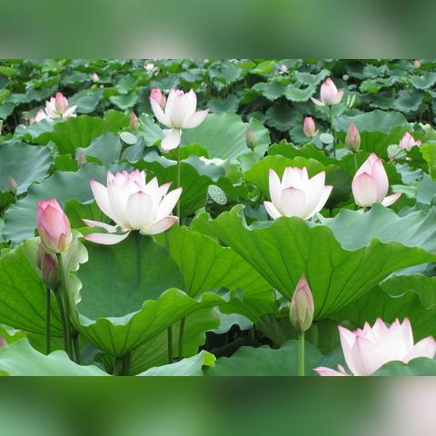 廉洁账户怎么交钱？交错了能退吗？交完就‘一了百了’了吗？