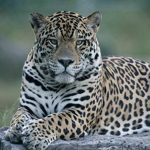 一、这不是淘宝秒杀，是法律行为的精密齿轮咬合