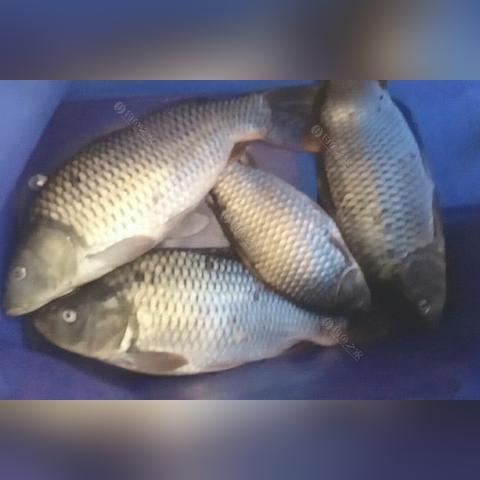 伤残鉴定到底怎么评?评轻了不赔、评重了被退卷,到底卡在哪? 伤残鉴定到底怎么评?评轻了不赔、评重了被退卷,到底卡在哪?