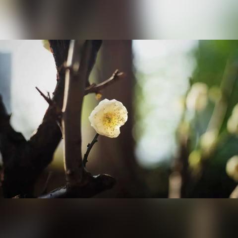 开始 口语化但专业,像老律师泡杯茶跟你聊案子) 开始 口语化但专业,像老律师泡杯茶跟你聊案子)