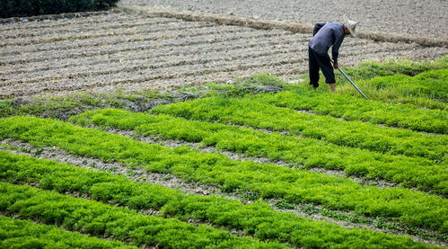 青苗补偿费到底该给多少?地被征了苗还没收,钱却卡在村委账上? 青苗补偿费到底该给多少?地被征了苗还没收,钱却卡在村委账上?