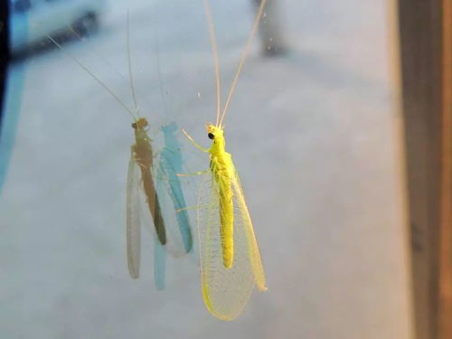 一、你以为的种草,可能是法律明令禁止的毒草 一、你以为的种草,可能是法律明令禁止的毒草