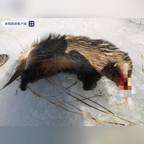 狗獾是‘三有’保护动物？抓一只回家养，真没事吗？