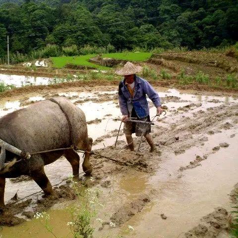 一、偷牛二字，早不是农耕社会的字面意思