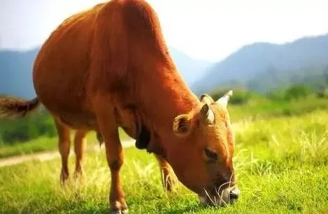 黄牛为啥叫黄牛？不是卖牛肉的，是钻空子的活体插队机！